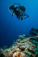 Diver and crocodilefish in Derawan, Kalimantan underwater