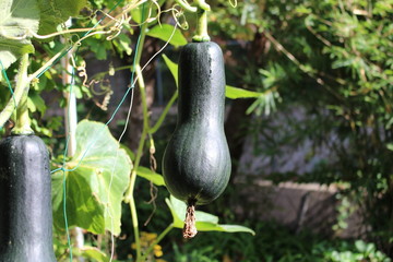 ひょうたんかぼちゃ