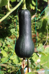 ひょうたんかぼちゃ