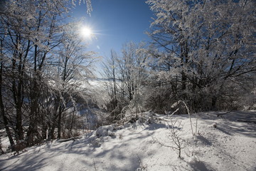 frozen trees