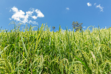 Green rice fields