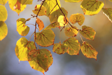 orange yellow leaves on a branch concept autumn