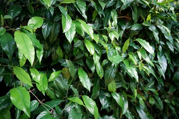 Long Pepper plant 1