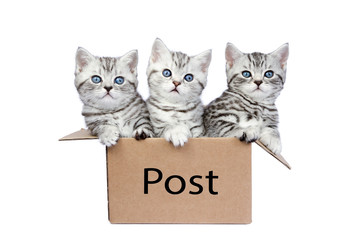 Three young cats in cardboard box on white