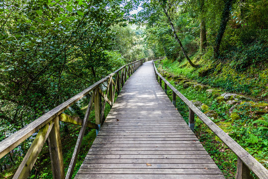 Hiking wooden passage or path through a luxurious forest