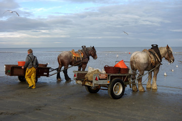 Pêche aux crevettes à cheval à Oostduinkerke