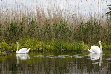 Swimming swans with reed