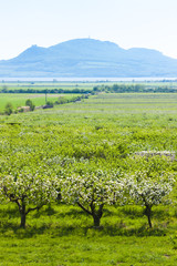 Fototapeta na wymiar spring orchard and Palava at background, Czech Republic