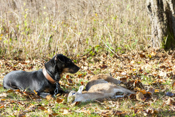 hunting dog with a catch
