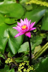 Beutiful Lotus