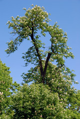 Fototapeta premium Horse-chestnut in blossom