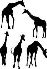 five giraffe silhouettes set isolated on white