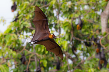 Full open wings of flying male Lyle's flying fox