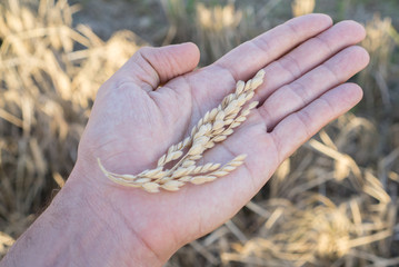 Caucasian man hand with rice spike
