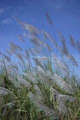 Flowering grass with the blue sky 1