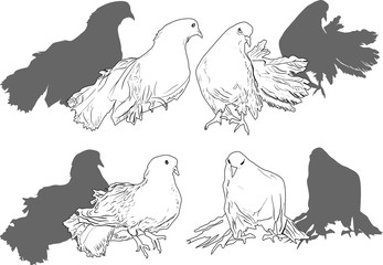 Fototapeta na wymiar four wite pigeons with shadows