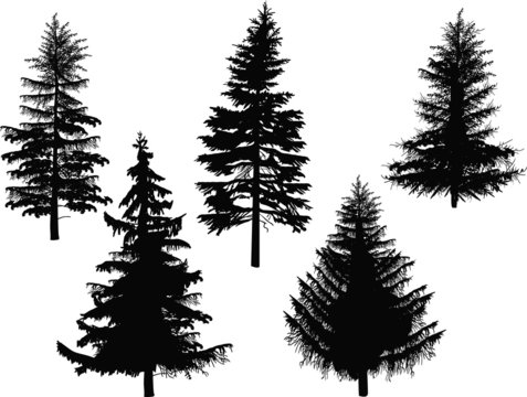 five fir silhouettes isolated on white