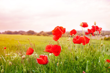 Obraz premium Red poppy flowers