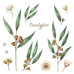 Watercolor eucalyptus leaves