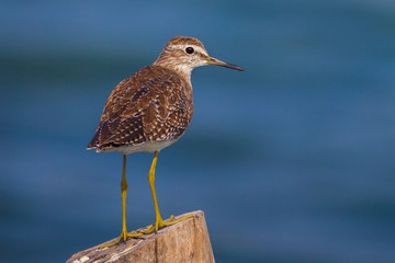 Wood Sandpiper(Tringa glareola )looking at us