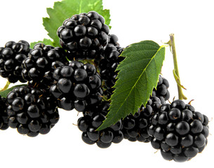 blackberry