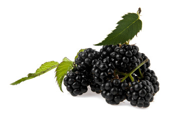 blackberry