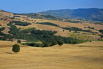 Fototapeta premium Cultivated fields in Greece