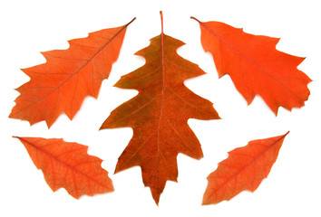 Autumn oak leaf