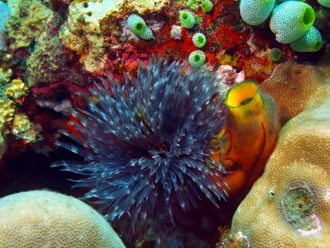 Tube worm, Island Bali, Tulamben