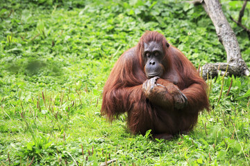 Female Bornean orangutan © Julia Mashkova