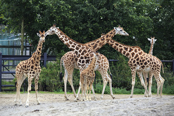 Herd of giraffes with cub.