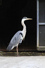 Grey heron.