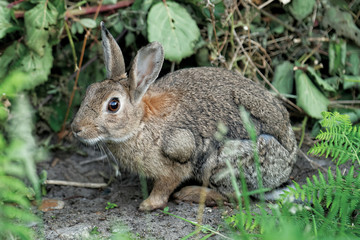 Naklejka na ściany i meble Wild rabbit hiding in a bush
