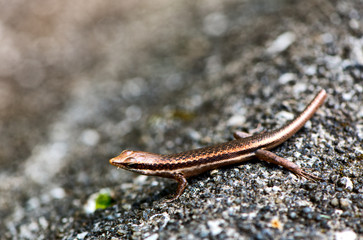Lizard sunning itself on a rock