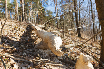 Tree gnawed  beavers