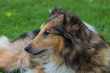 Maya the shetlan dog