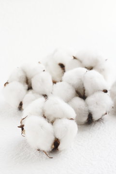 木綿 cotton