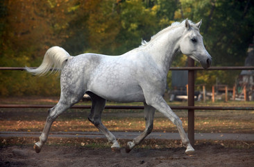 Grey arabian horse runs gallop