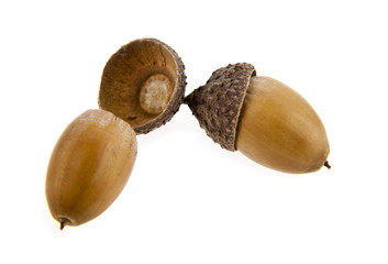acorns