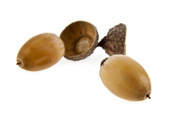 acorns