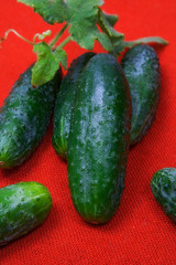 cucumber