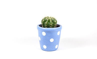 Young Cactus in pot