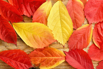 autumn leaves