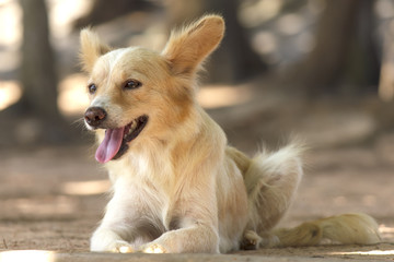 Cute stray dog - Stock Image