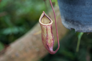 Nepenthes or Monkey Cups