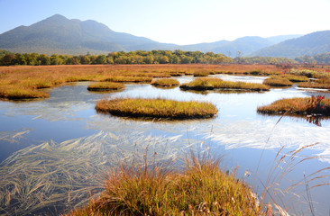 尾瀬ヶ原の浮島