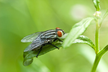 fly in nature. macro