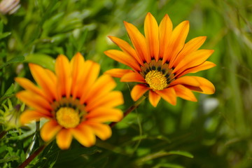 Orange marguerite