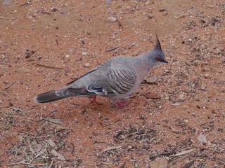 The Crested Pigeon or the Top Notch Pigeon