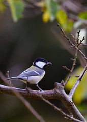 Obraz premium Great Tit